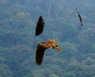 A Wologizi Nightjar in flight.jpg