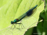 BandedDemoiselle1@BishopsPark_220507.jpg