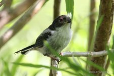 LongTailedTit3@BishopsPark_250507.jpg