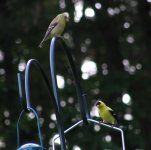 Goldfinch3.jpg