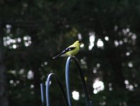 Goldfinch2.jpg