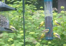 Goldfinch1.jpg