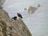 Choughs.jpg