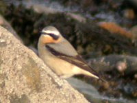 greenland wheatear.jpg