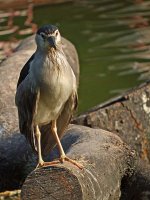 bc night heron.f31 DSCF4685.jpg