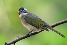 chinese bulbul.adj  IMG_0176.jpg