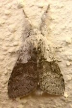 pale tussock.jpg