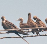 Brown Booby brewsteri off El Sal July 05.jpg