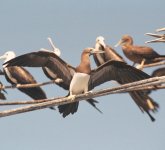 Brown Booby off El Sal July 05.jpg