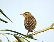 Tree pipit (Paul Sullivan).jpg