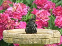 DS blackbird m after bath 100607 1.jpg