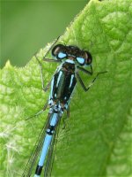 variable_damsel_male_detail_12jun07_800p_20.jpg