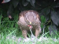 sparrow hawk (Medium).jpg