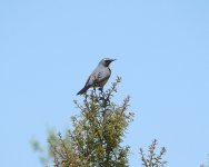 White-Throated Robin - Seki.JPG