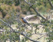 White-Throated Robin (nr Seki).JPG