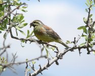 Cirl Bunting - Kinik.JPG