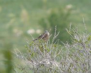 Rock Bunting - Gogu Beli Pass.JPG