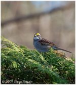 White-Throated Sparrow Male 2.jpg