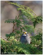 White-Throated Sparrow Male.jpg