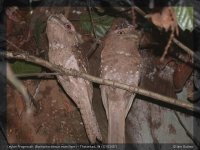 02766 - batrachostomus moniliger - ceylon frogmouth.jpg