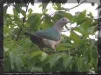 01992 - ducula aenea - green imperial-pigeon.jpg