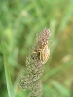 sheild-bug-2-web.jpg