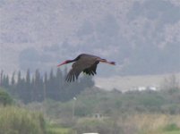 Herons Stork Black Kalloni Salt Pans 060505 (Small).jpg