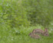 bunnies2-web.jpg