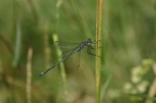 Lestes dryas-sponsa question.jpg