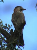 Jay Eurasion Nr Kalloni Pool 070505 (Small).jpg