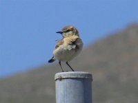 WHEATEAR ISSABELLINIS IPSILOU TRGL 160506 (Small).jpg