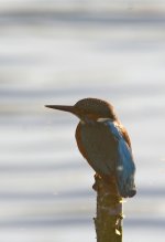 kingfisher.jpg