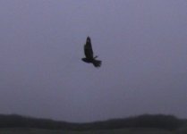 Nightjar1.jpg