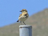 WHEATEAR.jpg