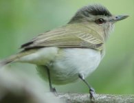 Red-eyed Vireo.jpg