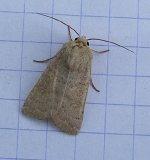 moths 17 June 034.jpg