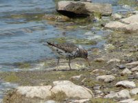 Spotted Sandpiper.jpg