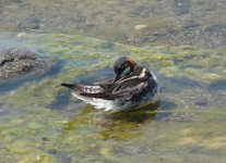 Red-necked Phalarope.jpg