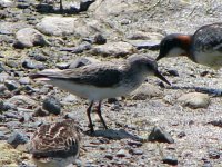 Semipalmated Sandpiper.jpg