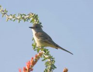 604-1851ce Ash-throated Flycatcher.jpg