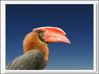 hornbill.jpg