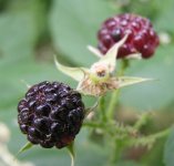 P7042115 (White mulberries).jpg