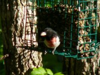 rose breasted grosbeak -male.jpg