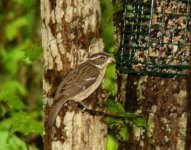 rose breasted grosbeak-female.jpg