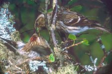 Redpoll feeding female on nest.jpeg