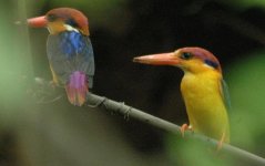 Oriental Dwarf Kingfisher.JPG