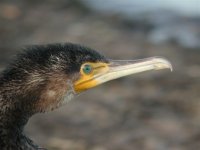 Cormorant - sinensis.jpg