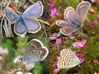 silver-studded blue combined.jpg