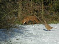 Fox & Pheasant.jpg