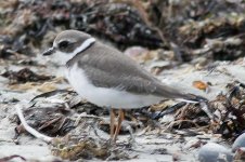 PipingPlover_51360.jpg